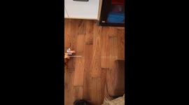 Hilarious moment as boy lies covered in Yorkshire puddings, dubbed the 