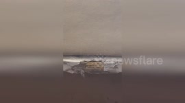 US: TikTok User Exposes 