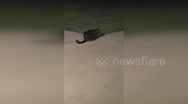 US: Cat Scares at Thunderstorm and Gets Inside
