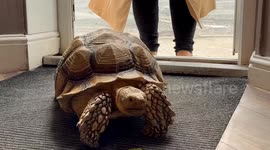 Grandmother says her tortoise stops traffic when people see her take him to pub