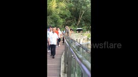 调皮猴子突袭光头大爷头部后 迅速逃离