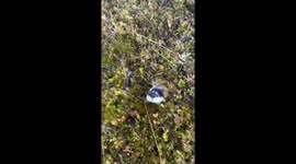 Lemming makes noises while following hiker in Norway