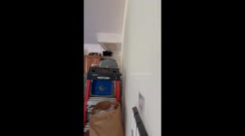 Raccoons found in Connecticut garage