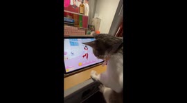 Cat gets confused watching video on tablet