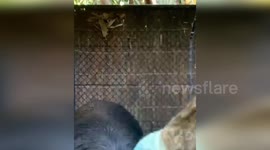 Cassowary swallows a whole tomato with one gulp