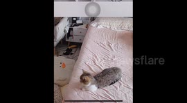 China: A Little Cat Eagerly Awaits Its Owner’s Return