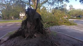 Hurricane Helene Up Roots Trees in Jacksonville