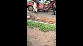Crocodile leaps out of rickshaw while being taken to river