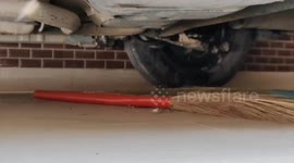 A cobra snake sitting under a car parked in a house in Haryana, India was taken out by snake cather