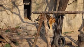 China: A Tiger Walks at The Beijing Zoo