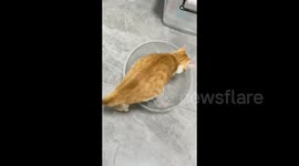 China: A Persistent Cat