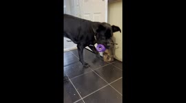 Moose the Cane Corso X Labrador finds a different way to empty his Kong