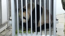 Beloved panda pair returns to China after 13 years in Tokyo