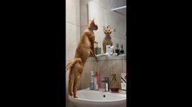 Devon Rex cat stares at own reflection in Varna, Bulgaria