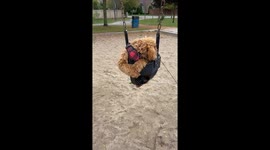 Clumsy Pup Tumbles Out of Swing