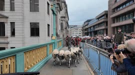 Damian Lewis takes part in the annual City Of London Sheep Drive  which this year was held at Southwark Bridge