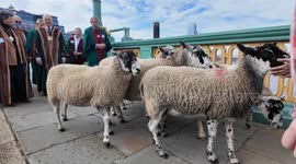 The annual City Of London Sheep Drive takes place on Southwark Bridge