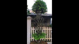 The man shaping a plum blossom tree into a vase
