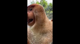 Proboscis monkey makes funny noises in Guangzhou, China