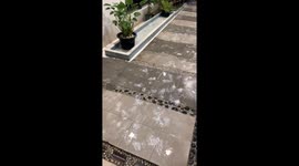 Dogs make a mess with white paw prints in Thailand