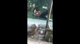 Nothing like a good chook massage