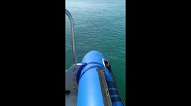 Heart-Stopping Moment: Whale Surfaces Beneath Boat in Mossel Bay, South Africa!