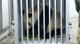 Giant pandas leave Japan to return to China