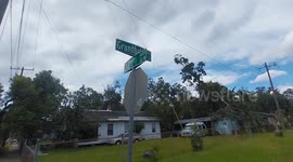 Fallen Trees in Florida