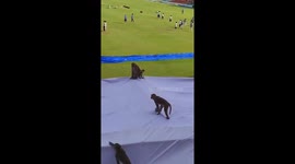 Monkeys cause chaos in the stand at practice Test match between India and Bangladesh