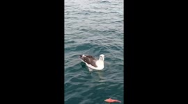 Huge Albatross Takes Off With 