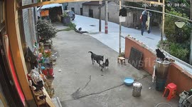 Heroic family cat comes to rescue of canine companion being 'bullied' by much larger dog