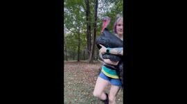 A quirky look at turkey burps and how they puff up