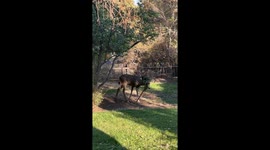 Deer's Antlers Tangled In Netting