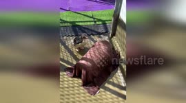 Australia: Rockhopper Penguin's Tap Dance Delights at Perth Zoo