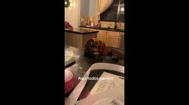 10-month-old French bulldog's hilarious reaction to being scolded over cleaning duties