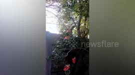 Kazakhstan: Firefighter rescues cat from tree that digs its claws into saviour