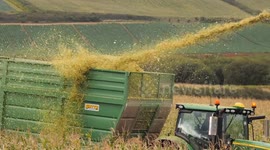 The Maize crop late harvesting, Wet summer, Fields Farmed since Bronze to be built upon Nansledan Valley, Newquay cornwall UK