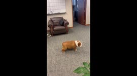 Bulldog dramatically protests leaving office in Overland Park, Kansas