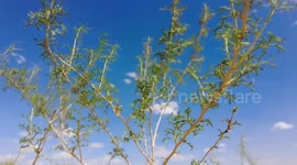 Faces of China: Peking University graduate promotes green industry in NW China