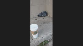 Freezing Pigeon huddles in the corner as the temperature dropped this morning