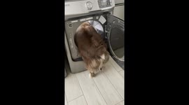 Dogs Climbs In For Wool Dryer Balls