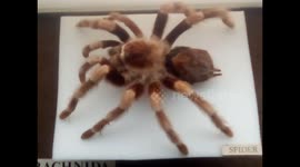 Large Tarantula and other kinds of critters in the Brighton history museum