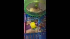 Crazzzzzyyyyyy hamster doing flips off  his wheel !! Must check it out