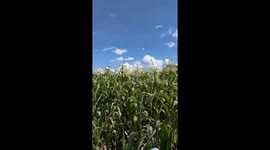 Frog Relaxes In Personal Spa