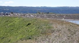 Grand groupe de goélands marins posés le long du canal de Provence, dans la vallée de la Durance, près de Manosque. Ils viennent rechercher une nourriture plus abondante qu'en bord de mer.