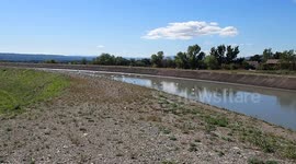 Goélands marins à la recherche de nourriture le long du canal de Provence. Ils sont nombreux dans la vallée de la Durance en cette belle journée.