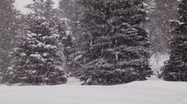A snow squall moved through western Iowa in January of 2024. A beautiful background of trees already blanketed in snow is the backdrop of snowflakes swirling around.