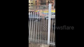 Venezuela: Heavy Rain Causes Tree Falls And Flooding In Barquisimeto 3