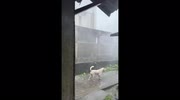 temp
