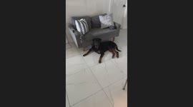 Rottweiler Curls Lip At Thought Of Stink